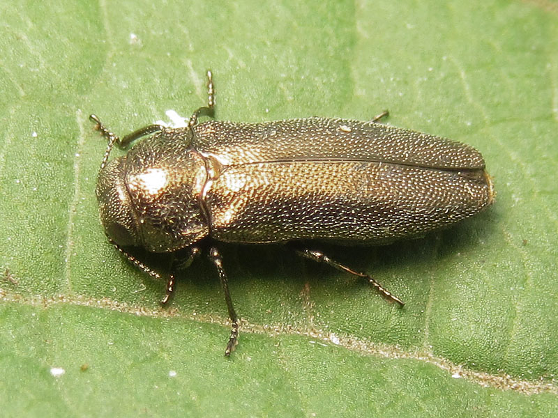 Buprestidae: Coroebus elatus